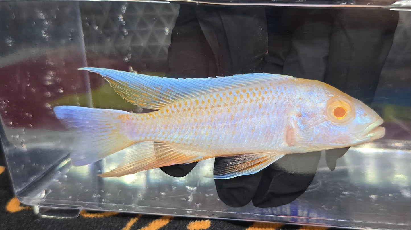 Platinum Albino Eureka