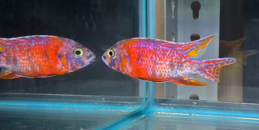 Red OB #2