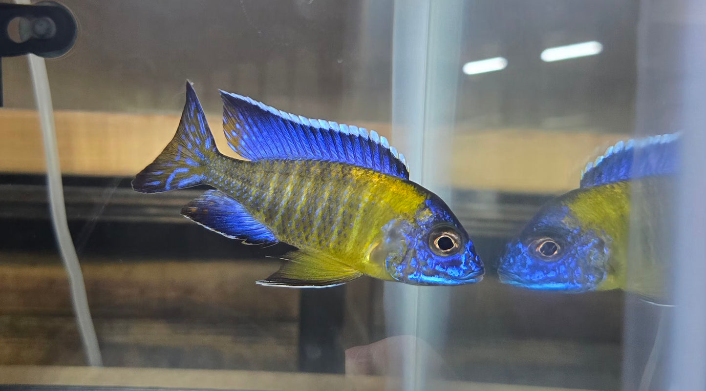 Blue Neon African Cichlid in a tank