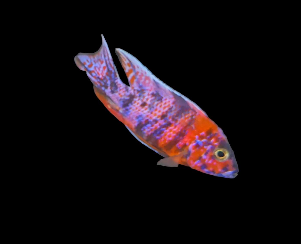 Red OB