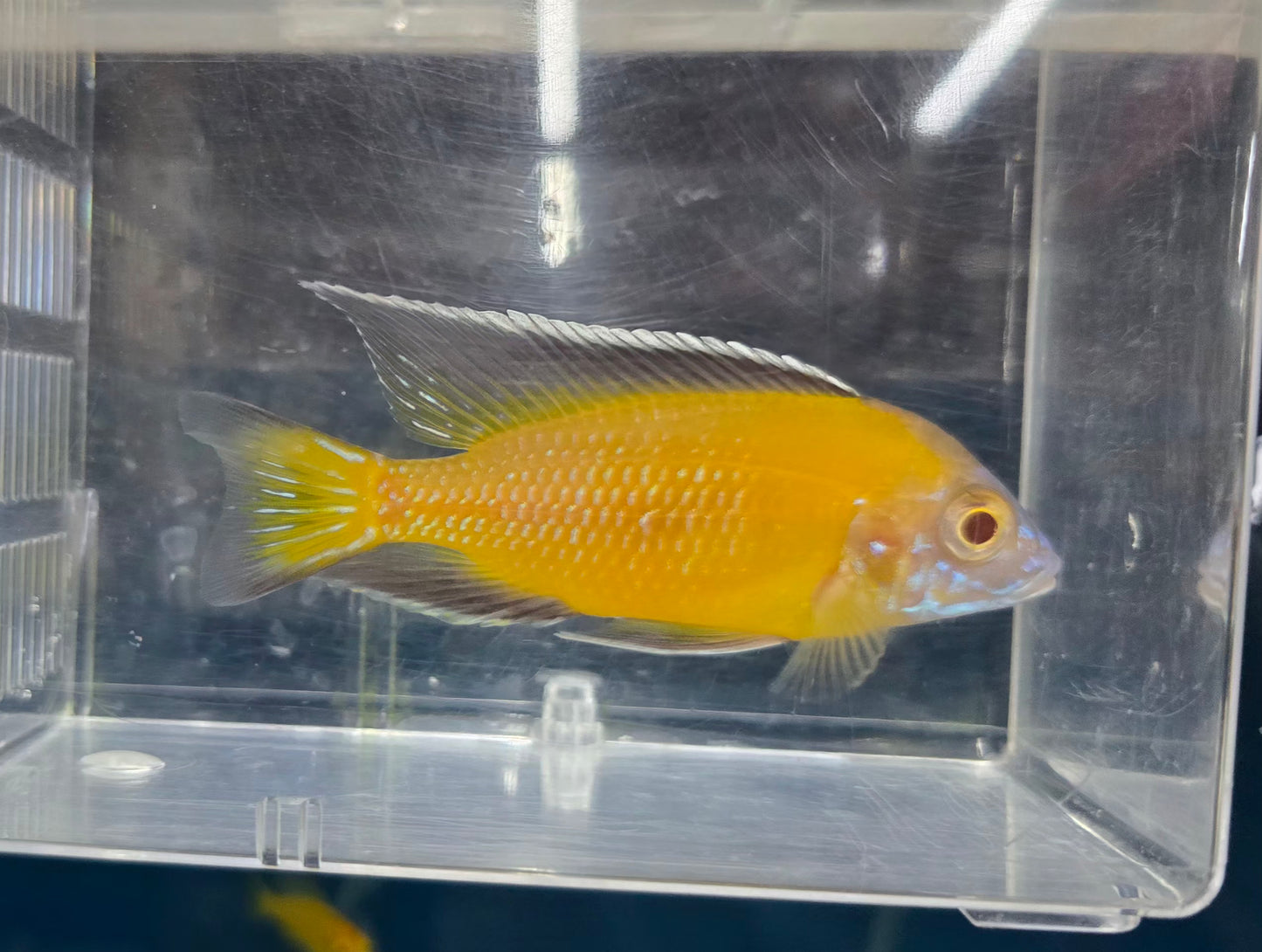 Albino Flavescent #1