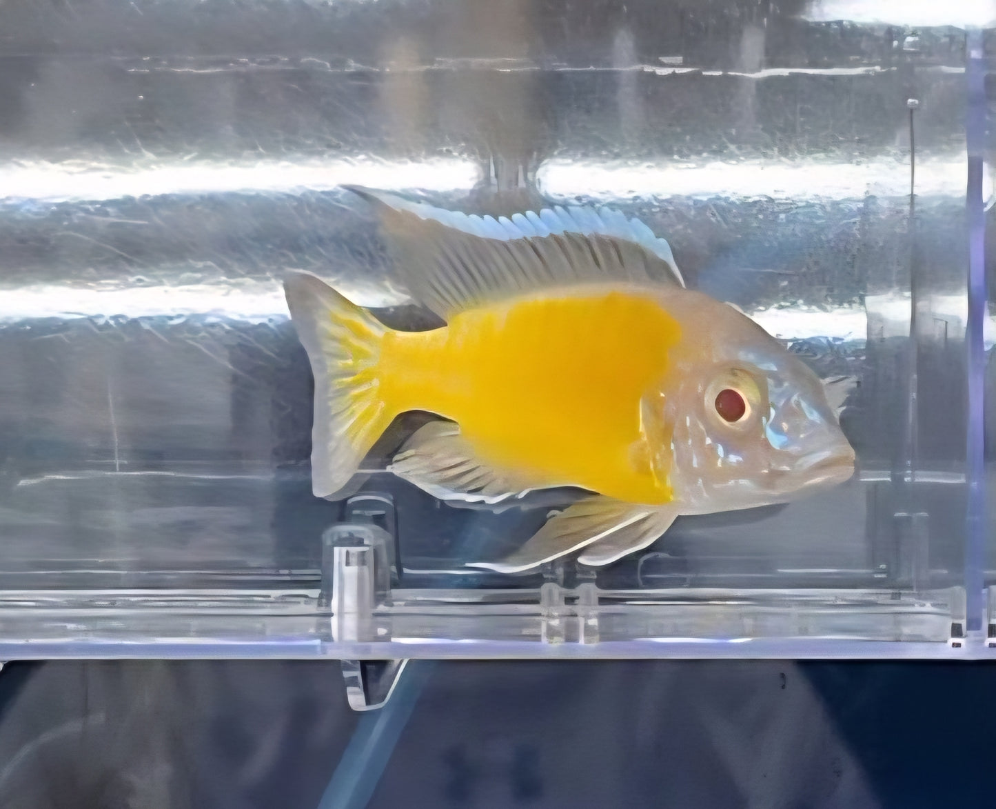 Albino Flavescent #1