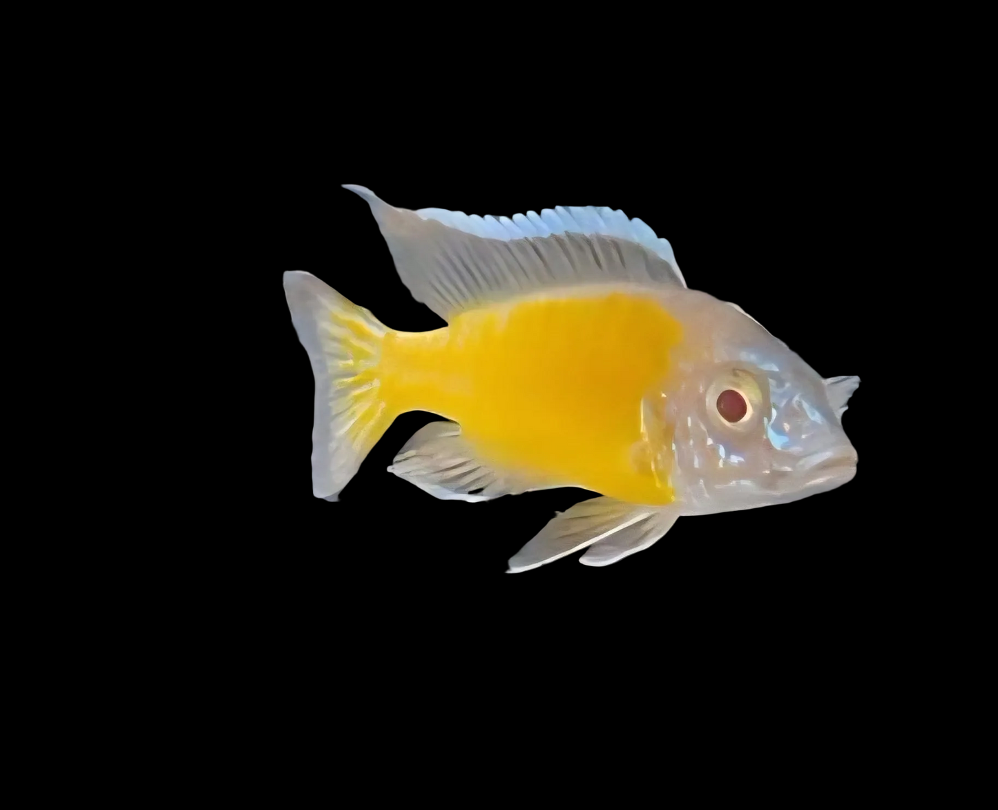 Albino Flavescent #1