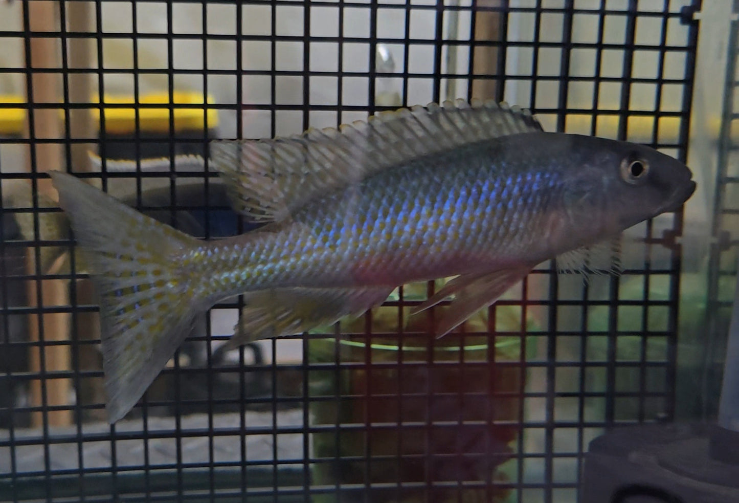 Malawi Trout