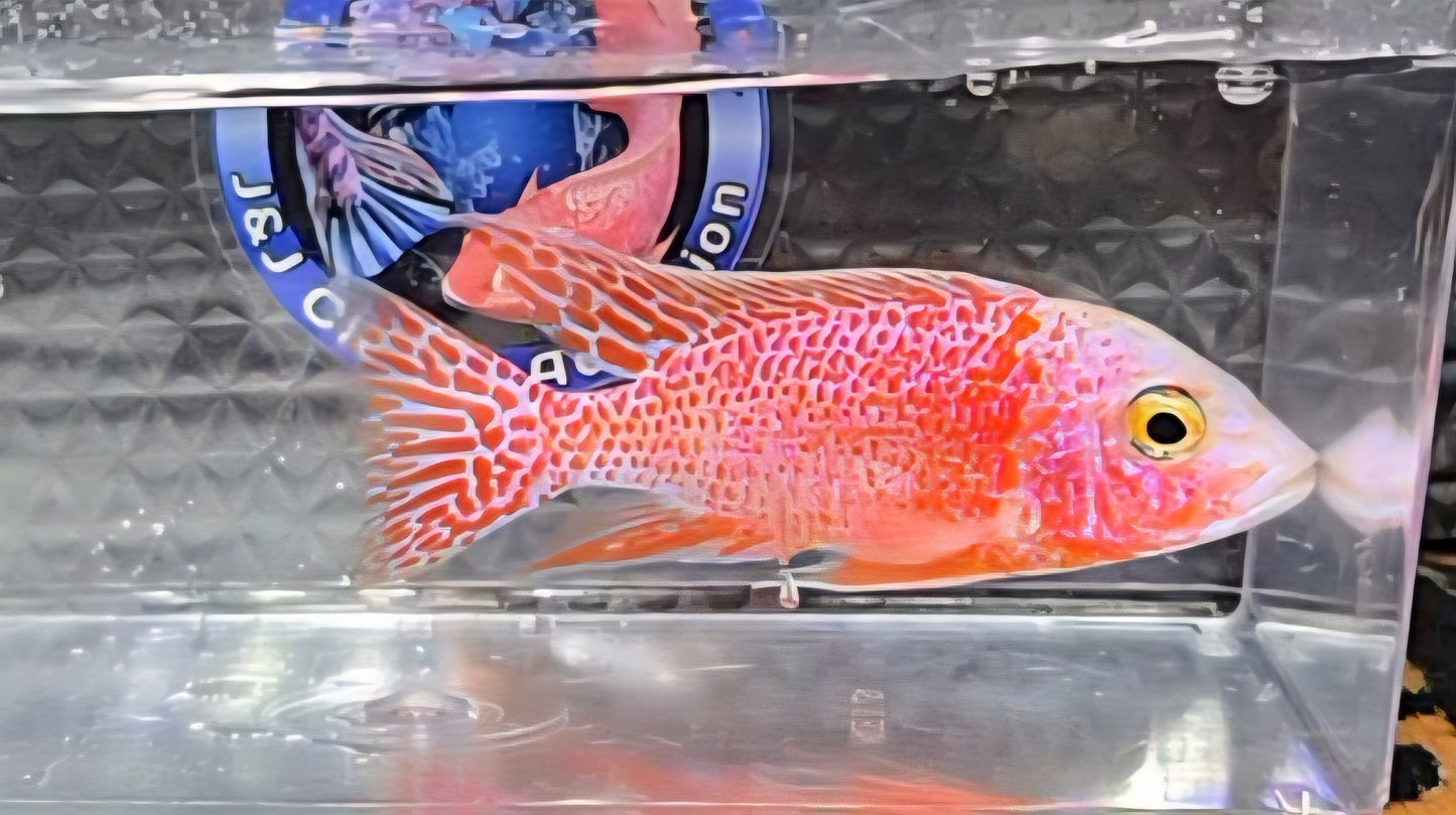 Red/Orange/White Dragonblood