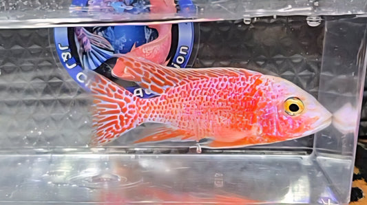 Red/Orange/White Dragonblood