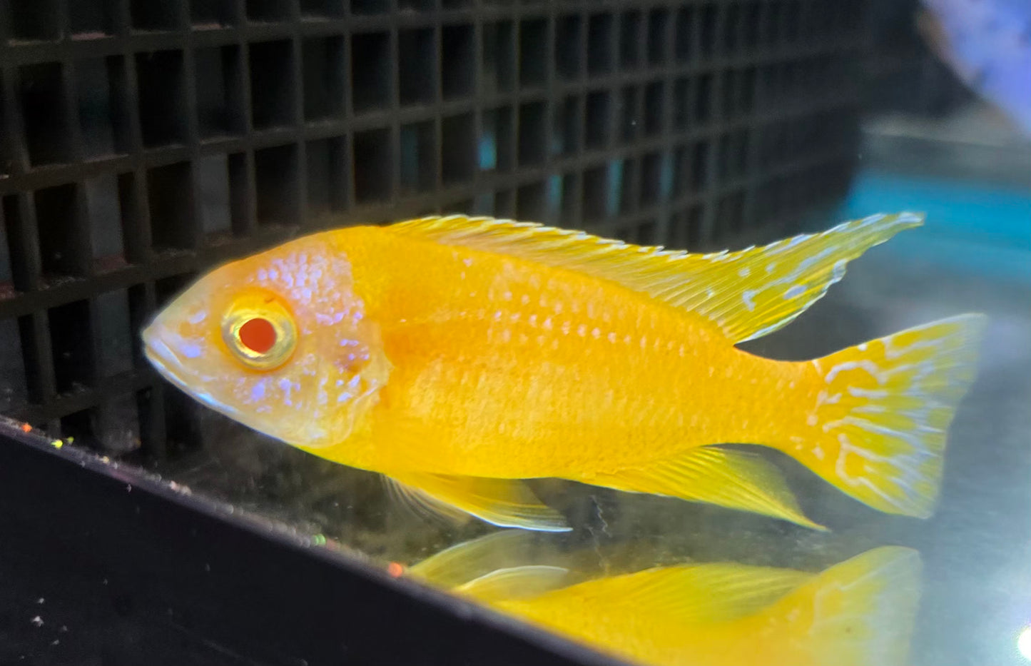 Albino Golden 🟡⚪️