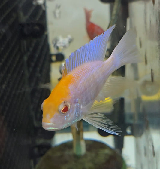 Albino Sulpherhead #1