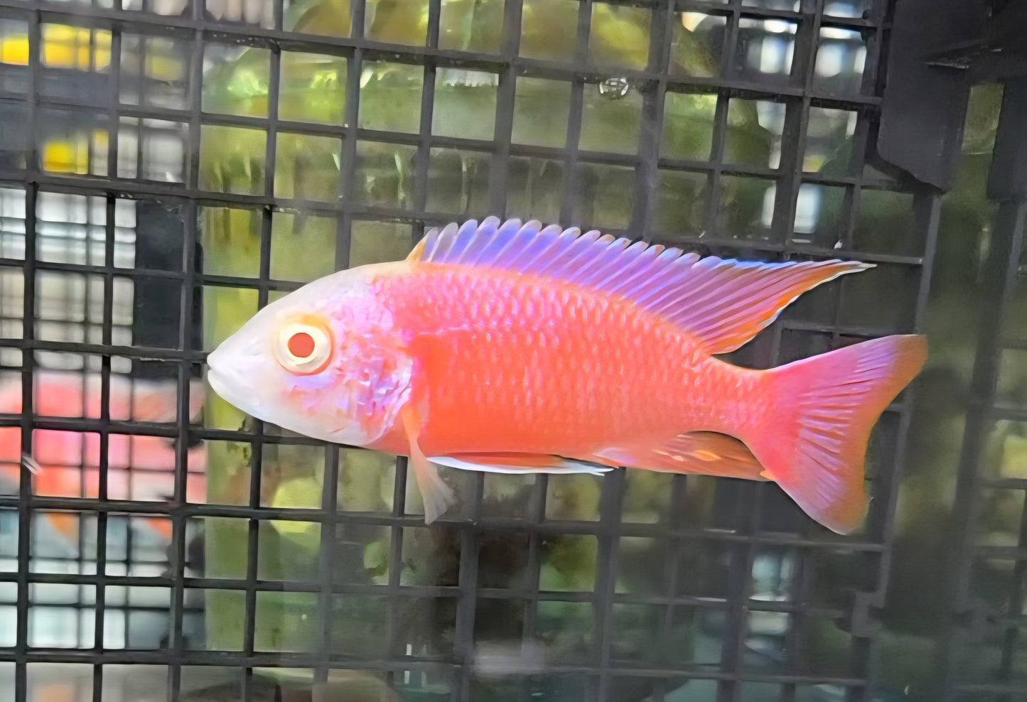 Albino Pink Platinum