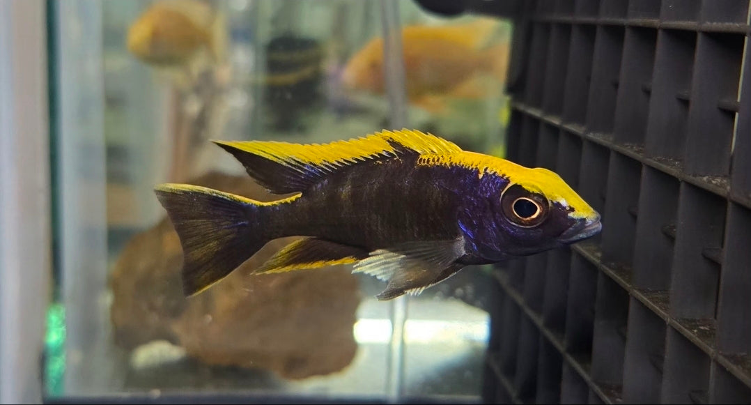 Otopharynx Lithobates (BOD)