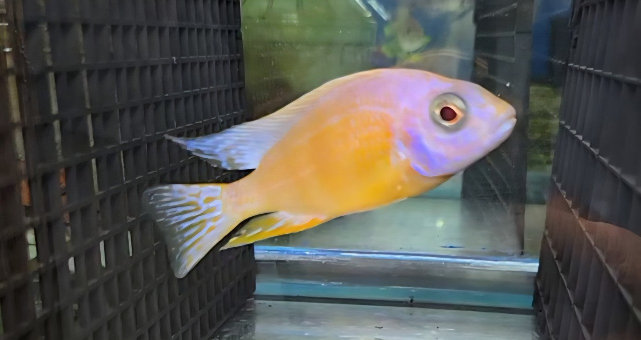 Leucistic Taiwan Reef (Albino)