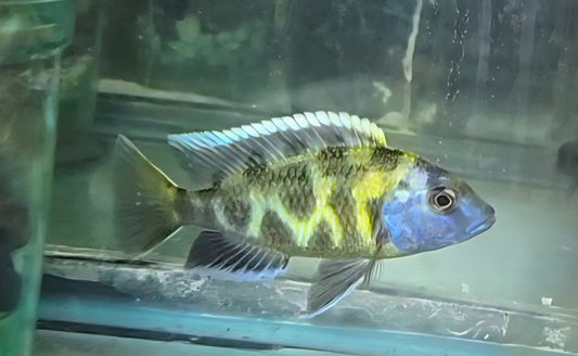 Venustus aka Giraffe Cichlid