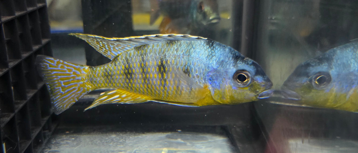 Pombo Reef Yellow Chin