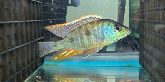 Otopharynx Tetrastigma