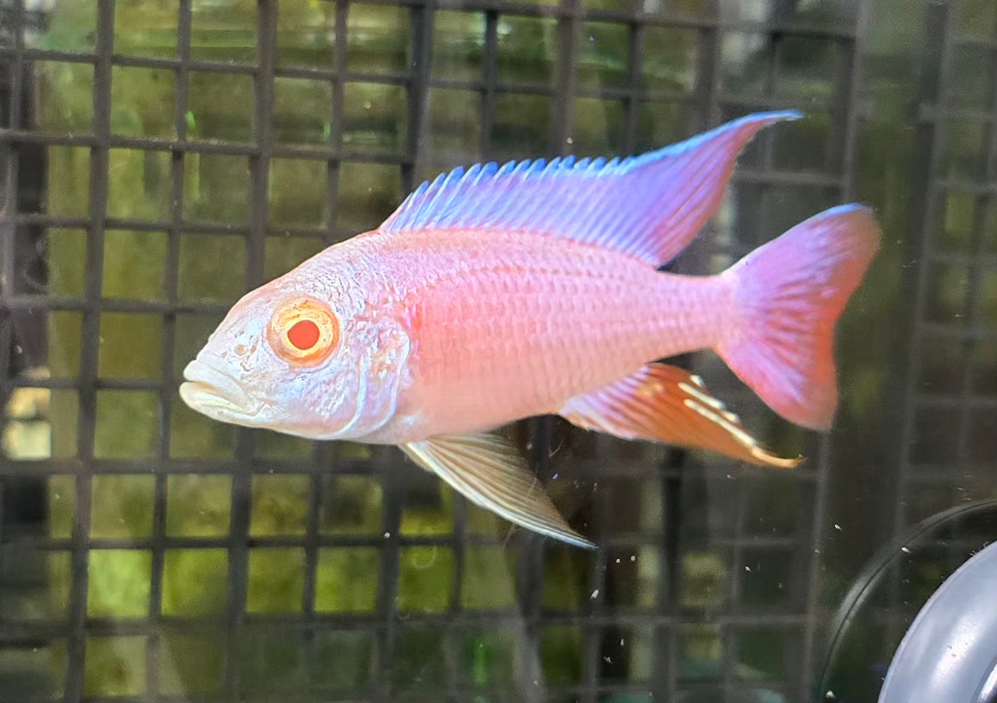 Albino Pink Platinum Eureka