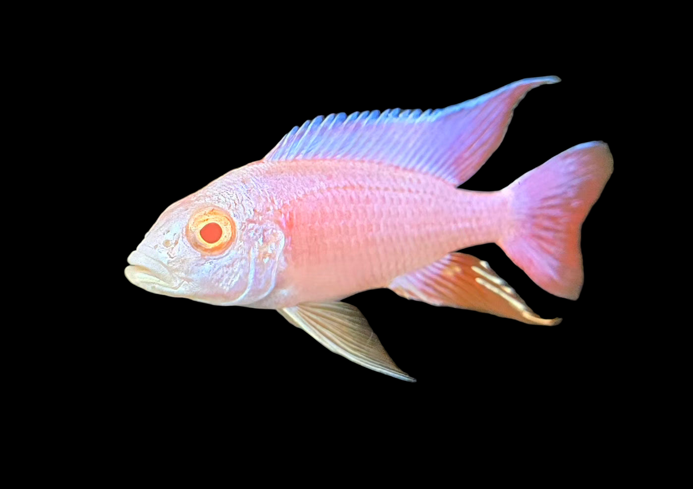 Albino Pink Platinum Eureka