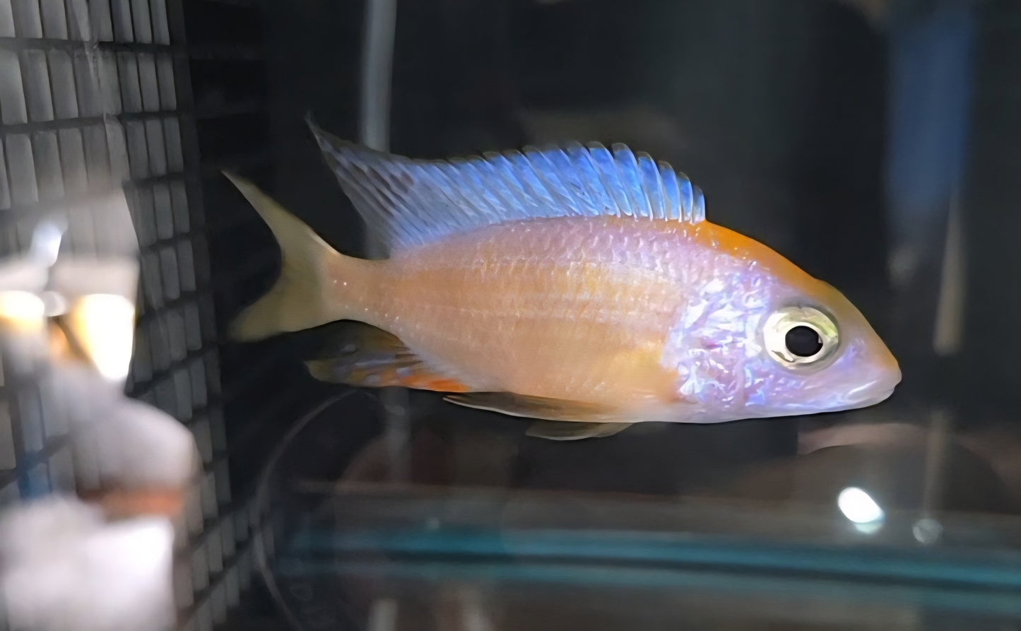 Leucistic Taiwan Reef