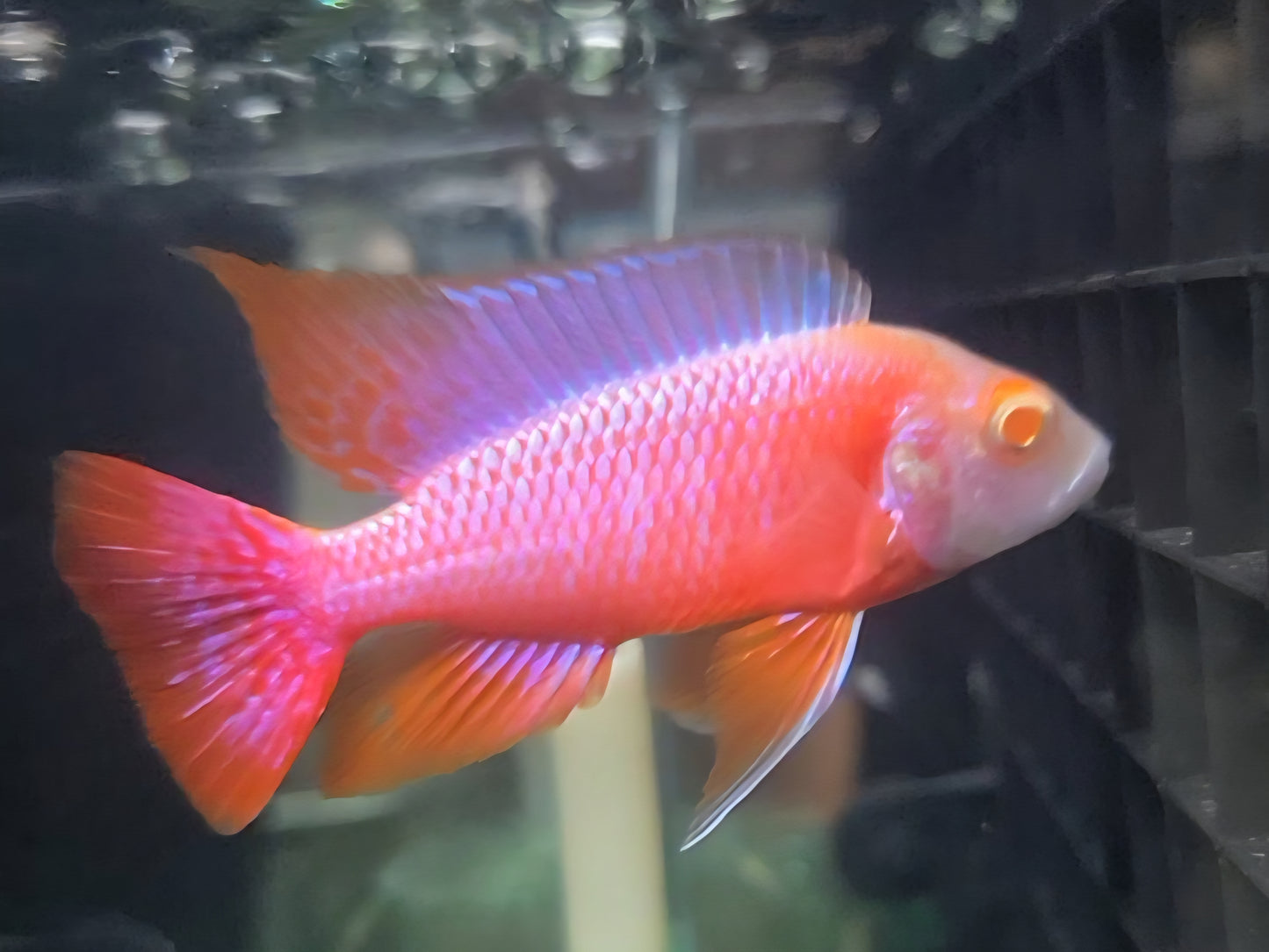 Albino Pink Platinum 💗