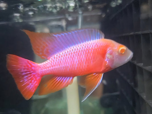 Albino Pink Platinum 💗