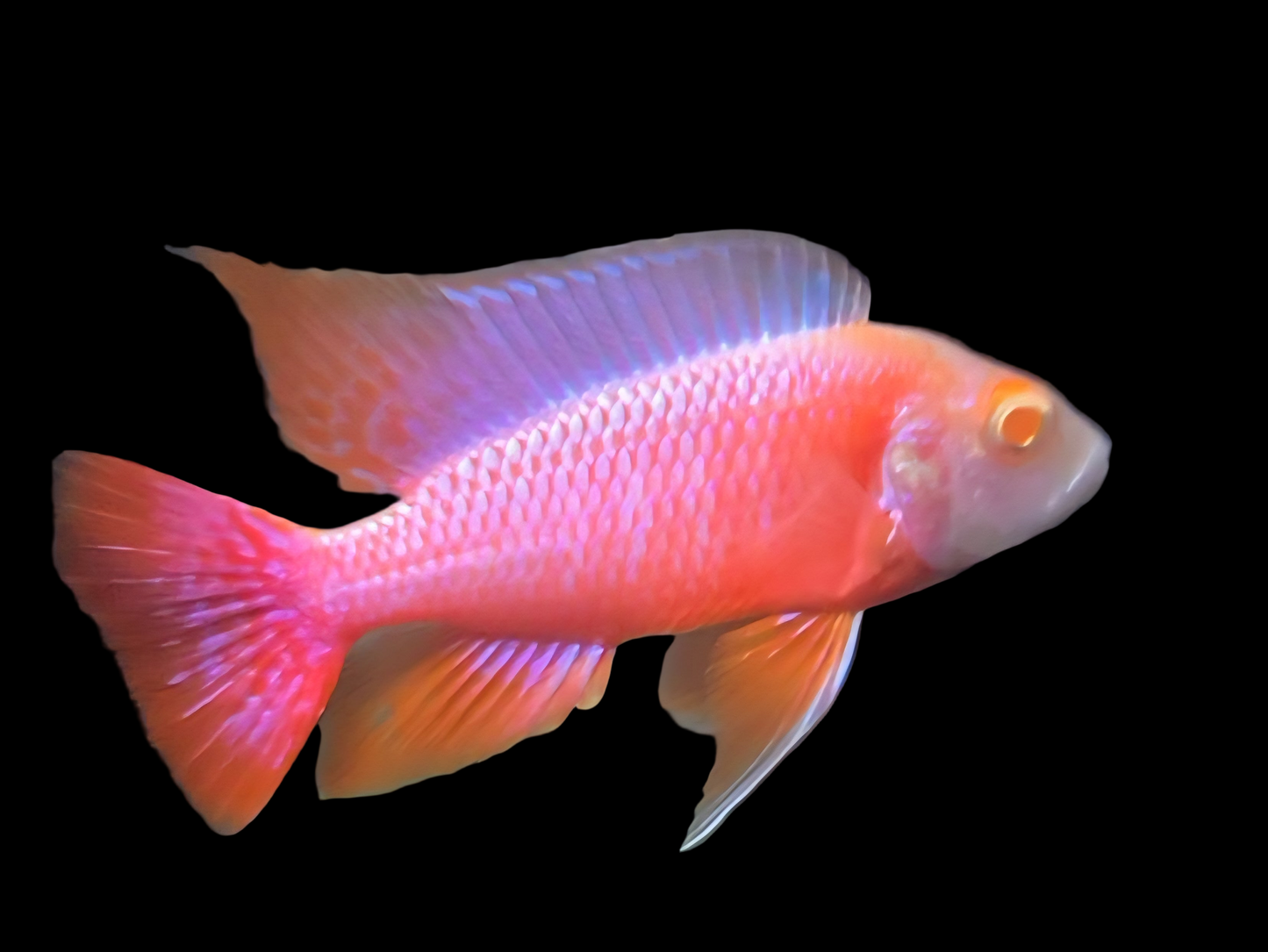 Albino Pink Platinum 💗