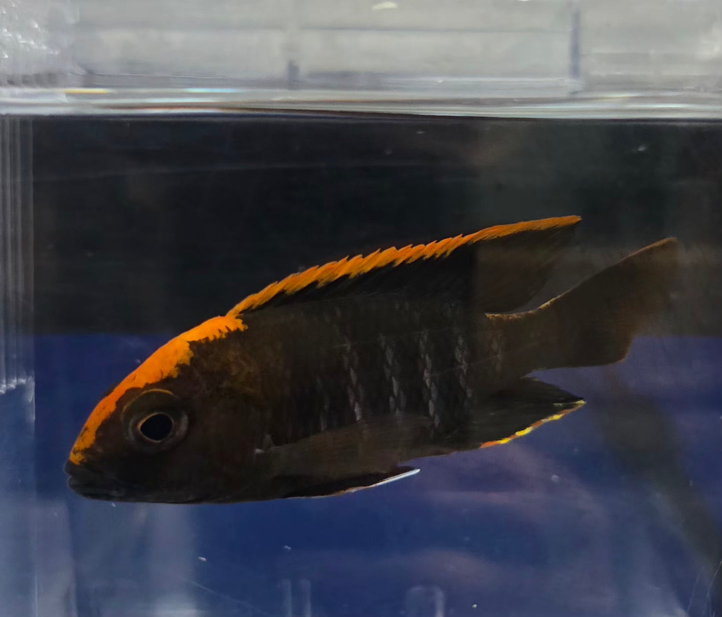 Maylandi Sulpherhead (Orange Blaze) 🍊 ⚫️