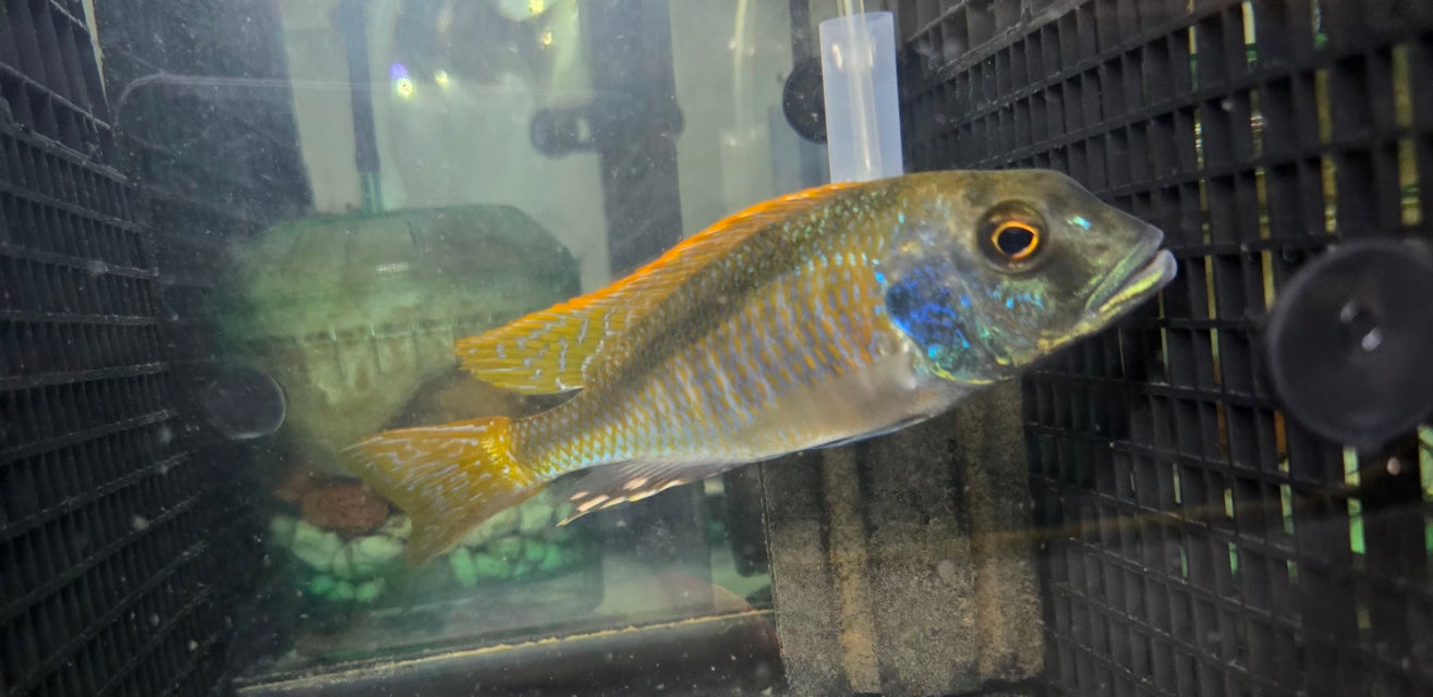 Buccochromis Nototaenia