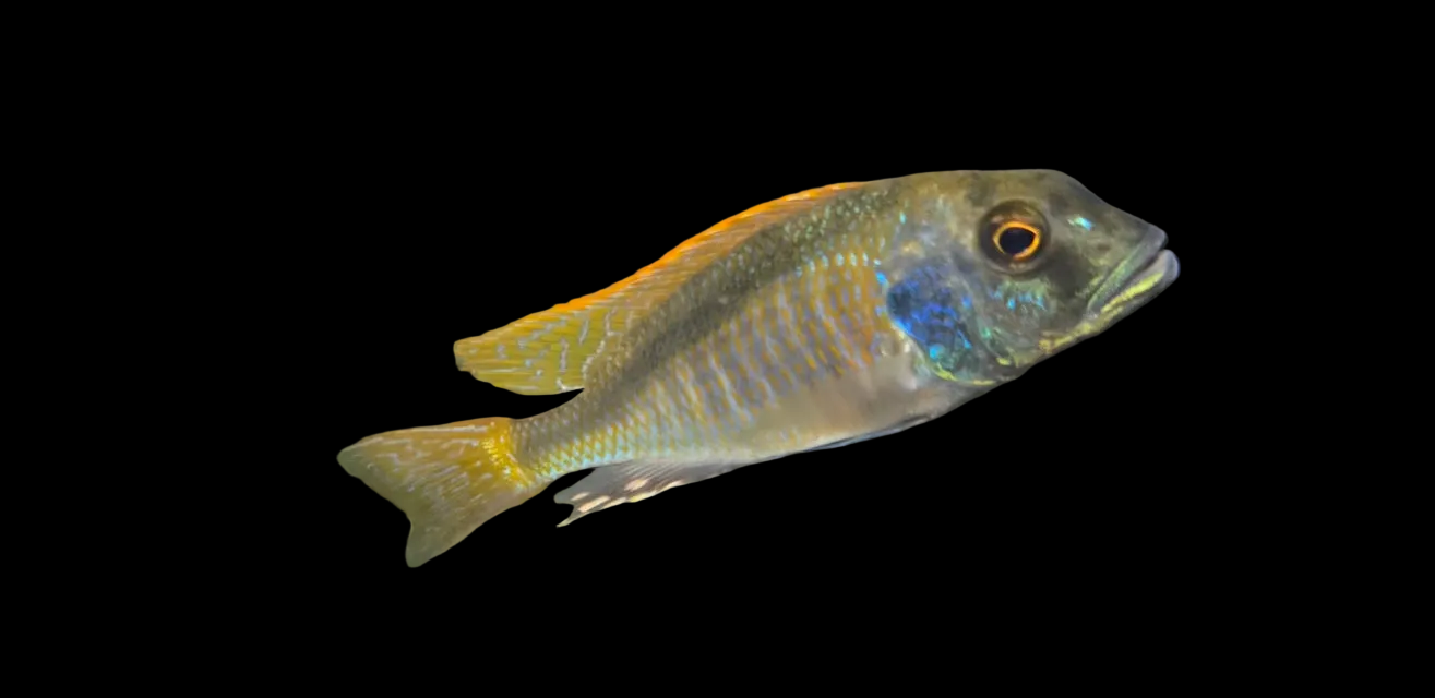 Buccochromis Nototaenia