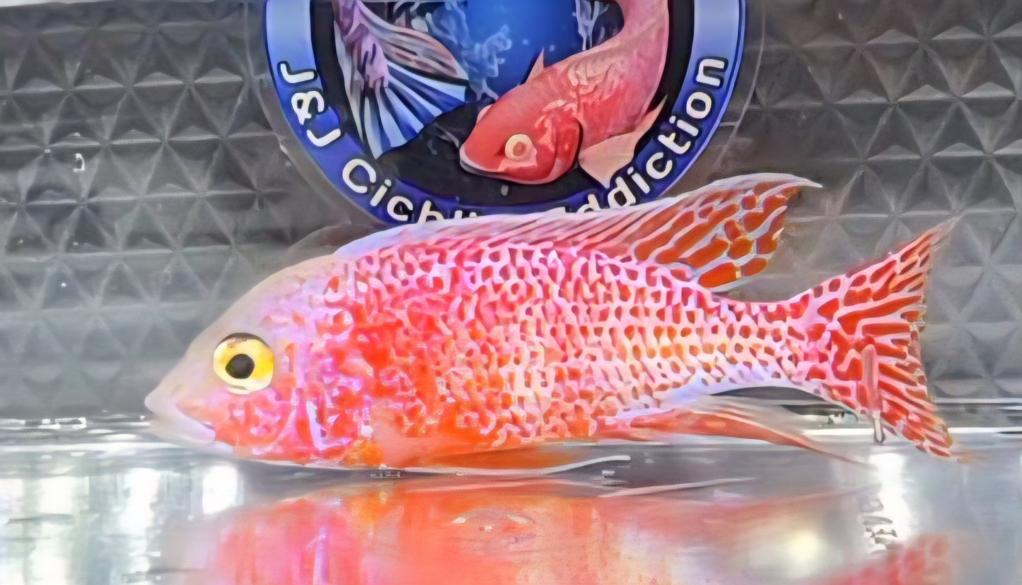 Red/Orange/White Dragonblood