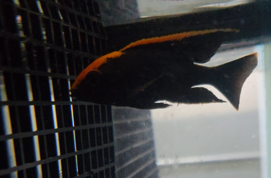 Maylandi Sulpherhead (Orange Blaze) 🍊 ⚫️