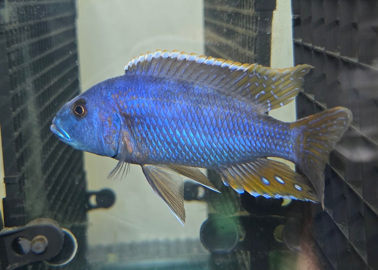 Nimbochromis Fusco