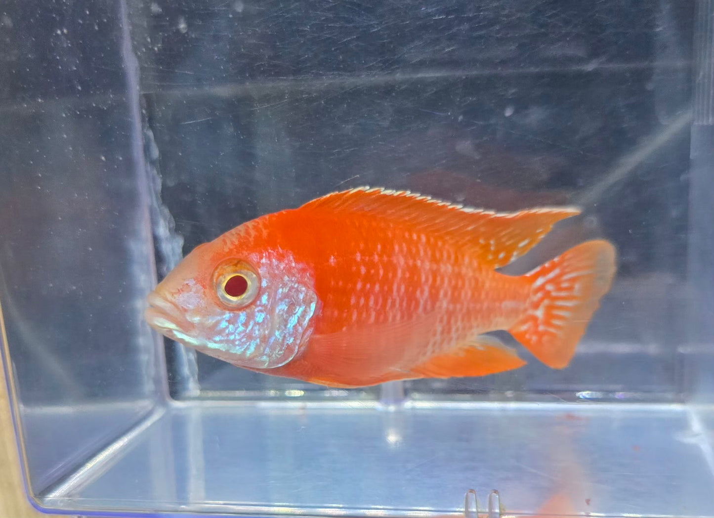 Albino Rubescens 🔴⚪️