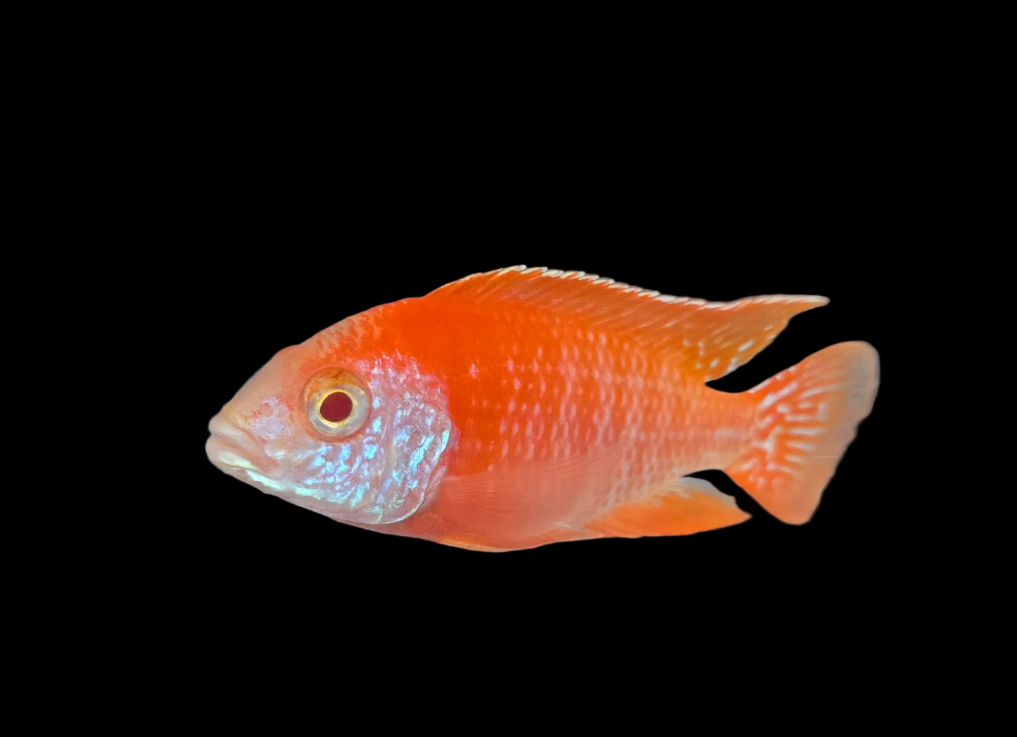 Albino Rubescens 🔴⚪️