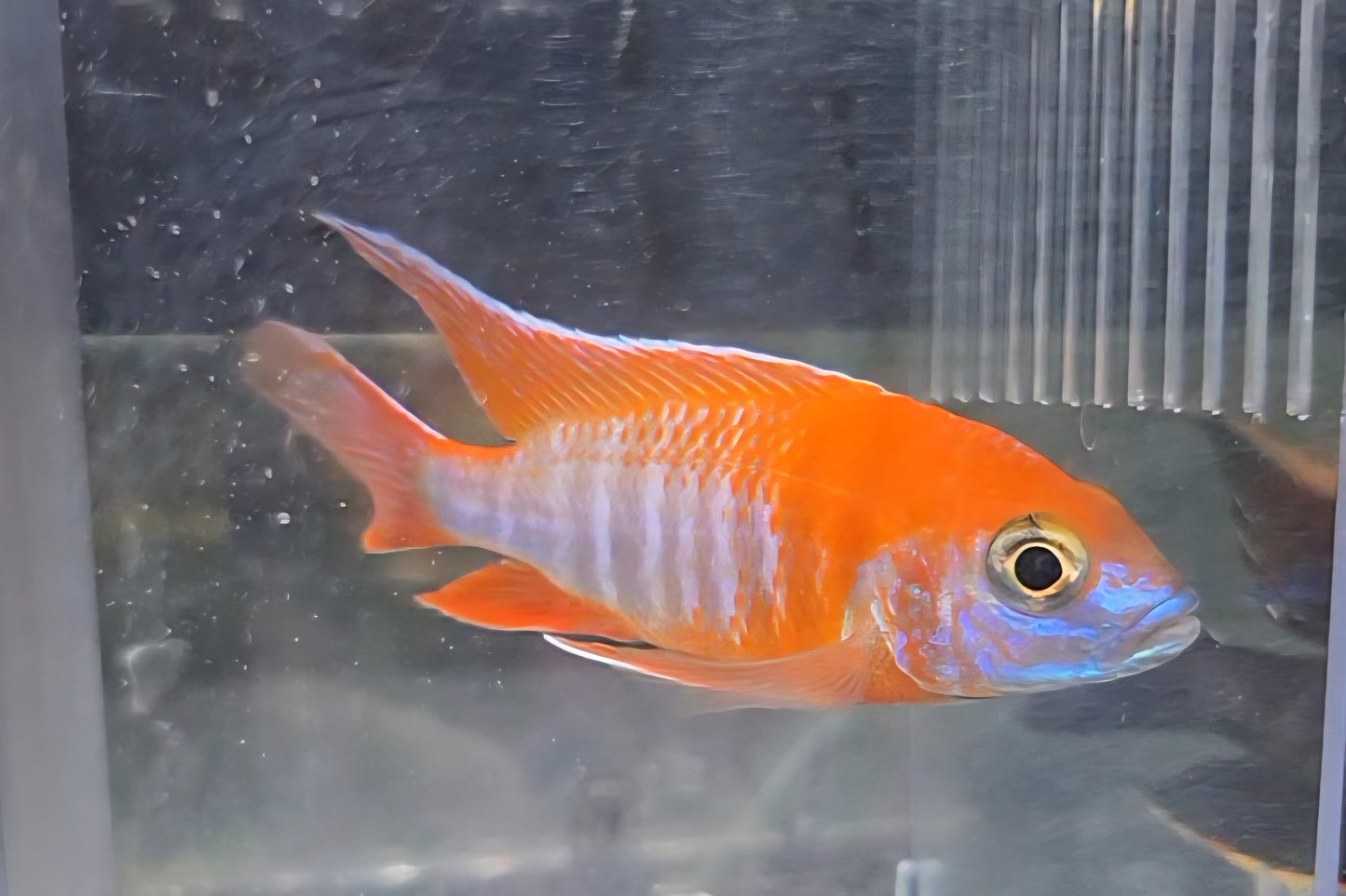 Eureka Red