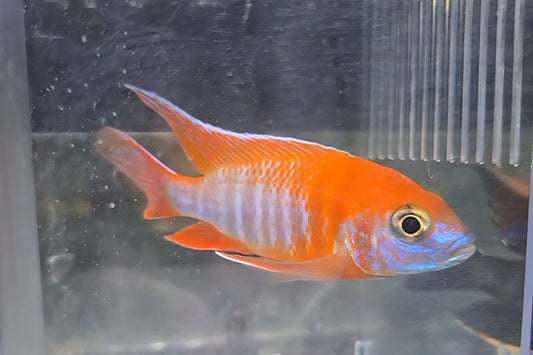 Eureka Red