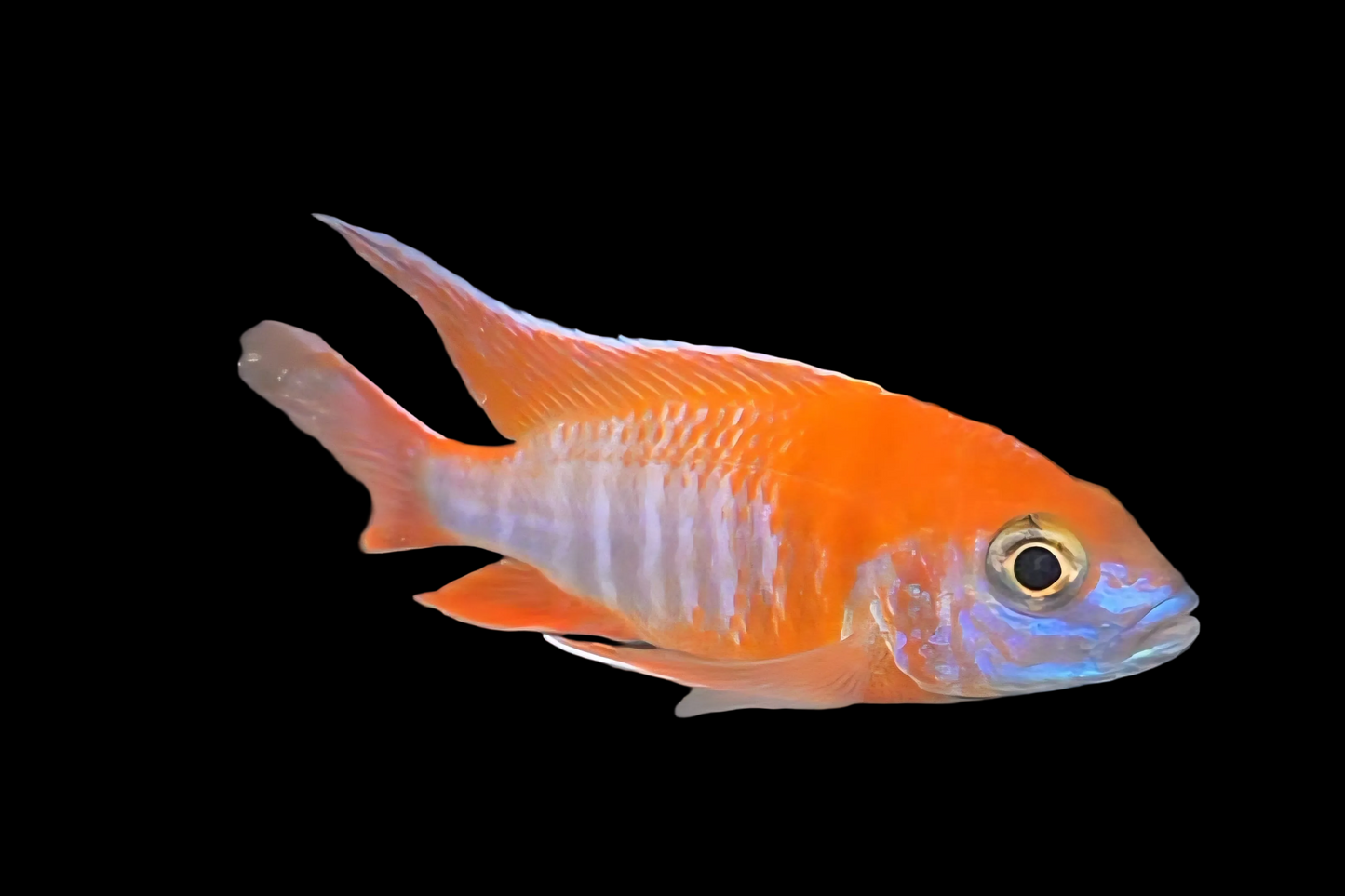 Eureka Red