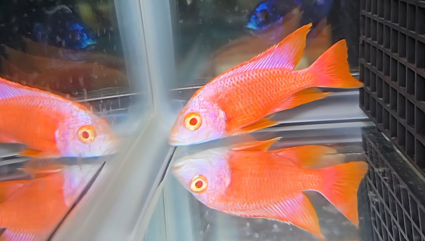 Albino Pink Platinum 💗