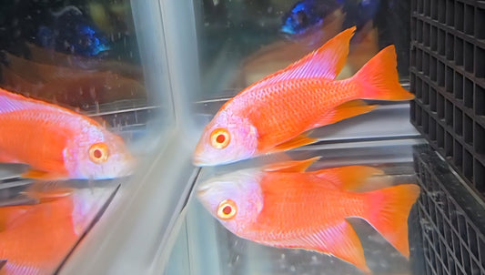 Albino Pink Platinum 💗