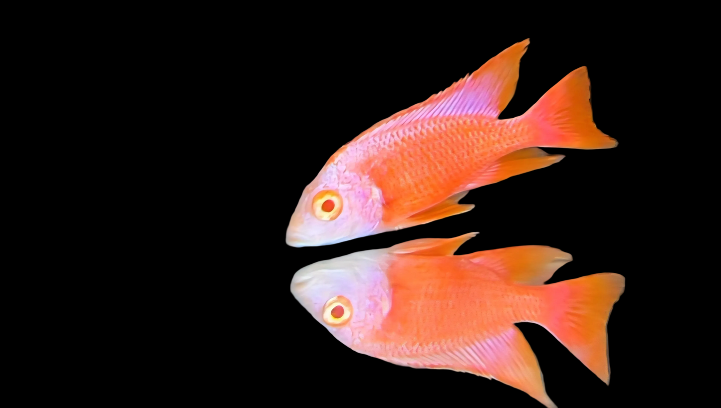 Albino Pink Platinum 💗