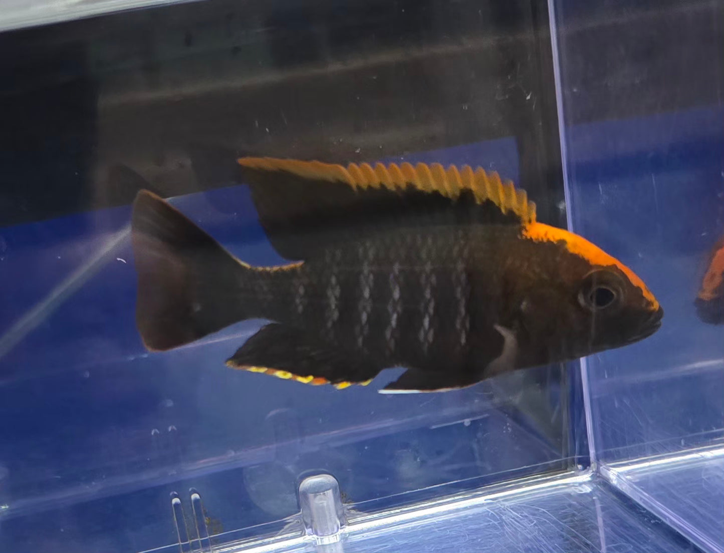 Maylandi Sulpherhead (Orange Blaze) 🍊 ⚫️