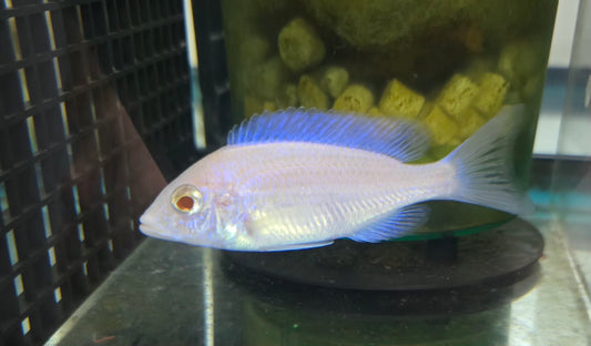 Albino Mdoka White Lips 💋