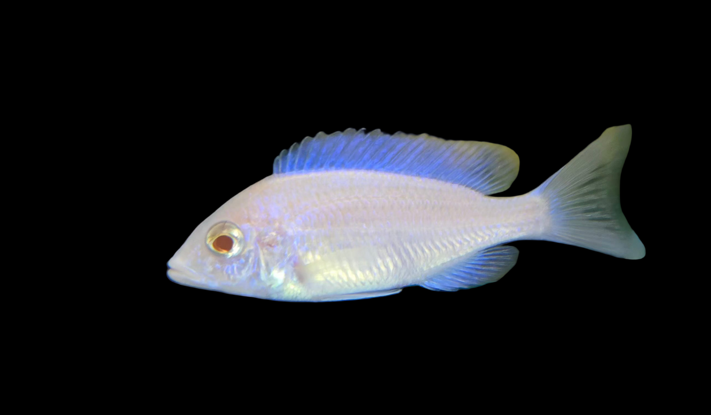 Albino Mdoka White Lips 💋