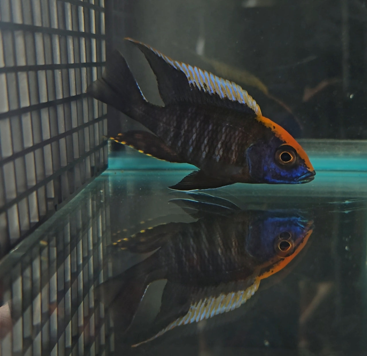 Maylandi (Orange Blaze)