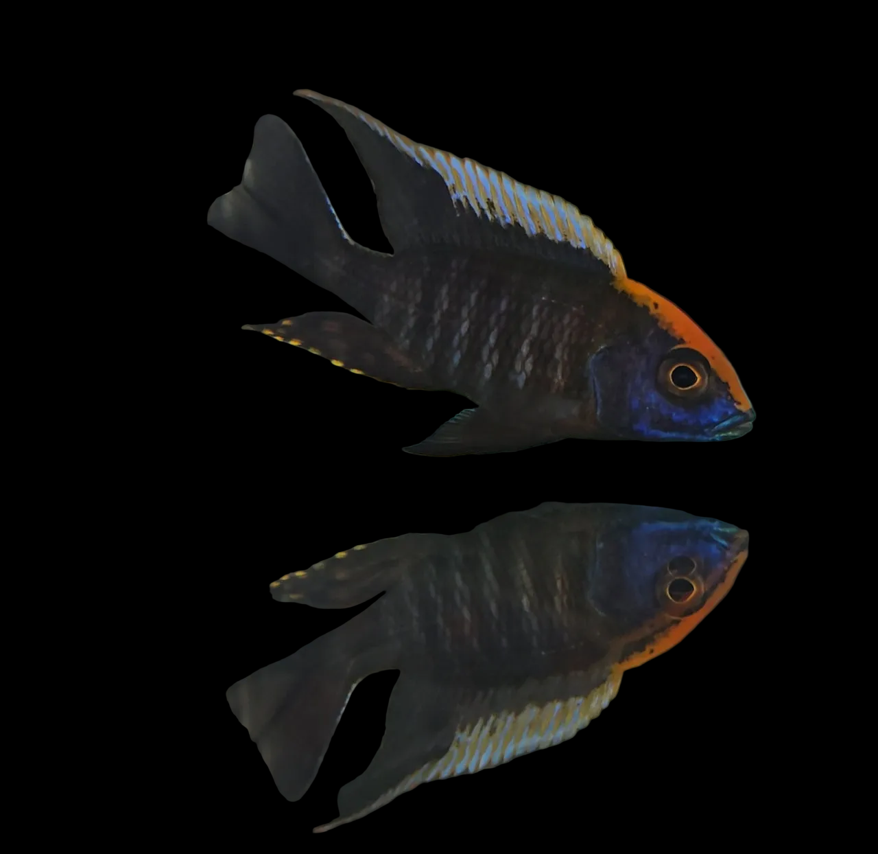 Maylandi (Orange Blaze)