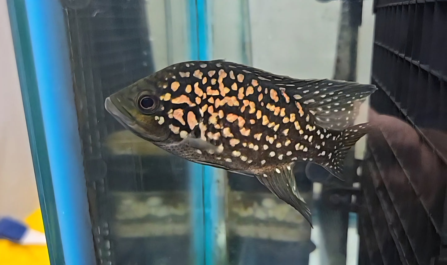 Starry Night Cichlid