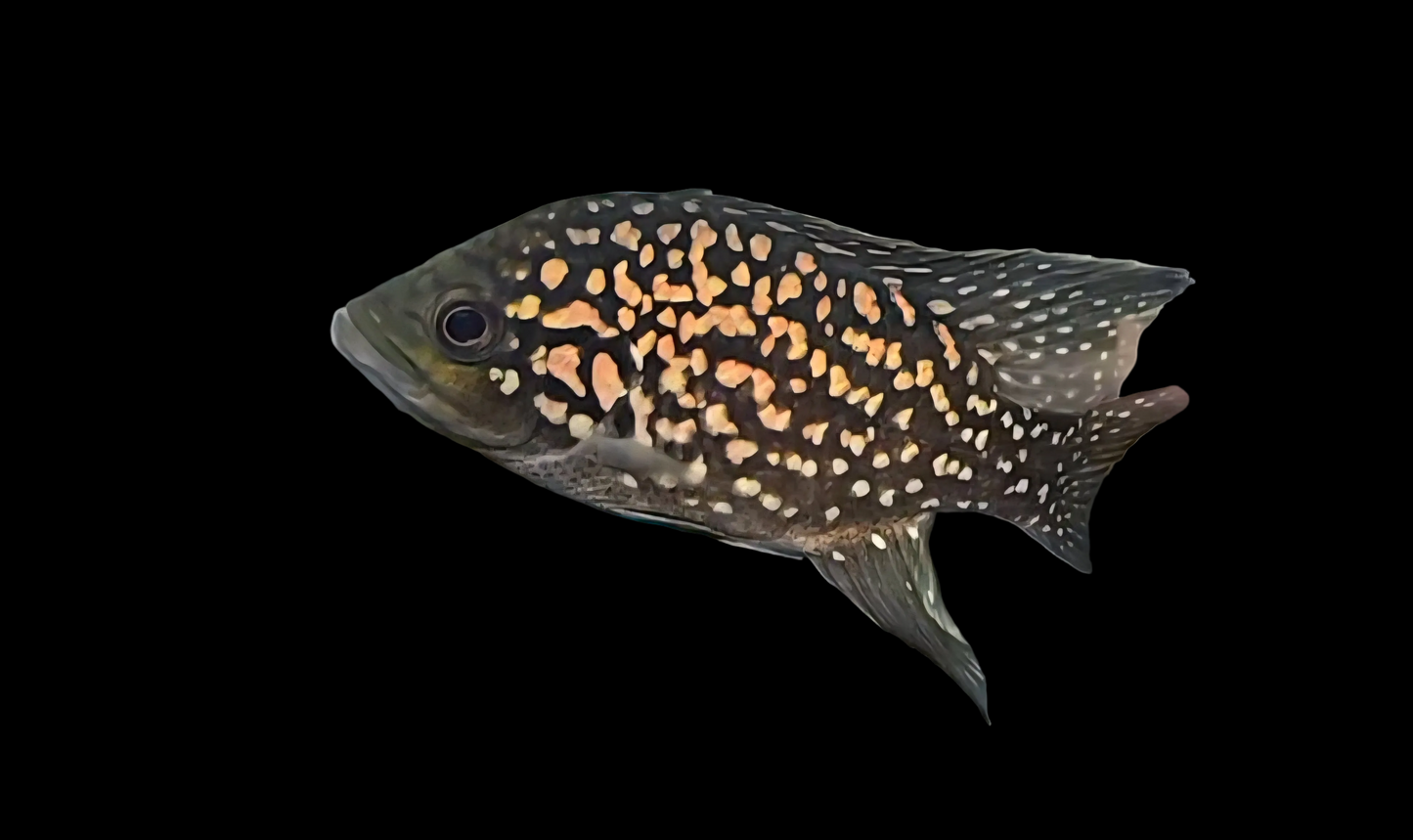 Starry Night Cichlid