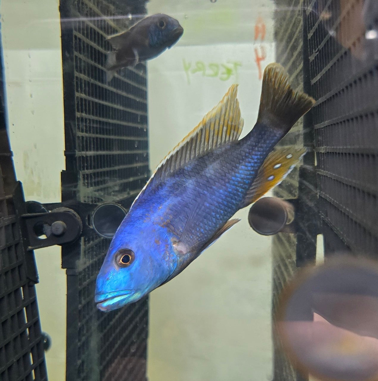 Blue Cichlid with orange markings swimming in a tank.