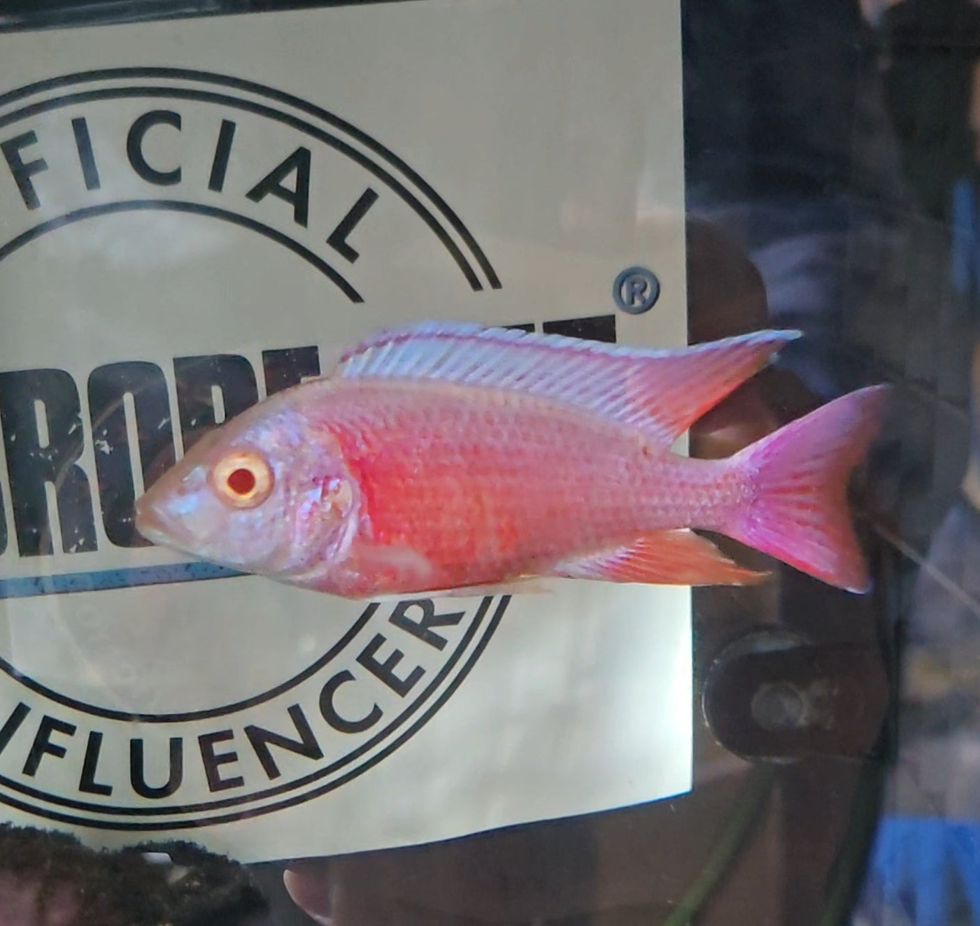 Albino Pink Platinum 💗