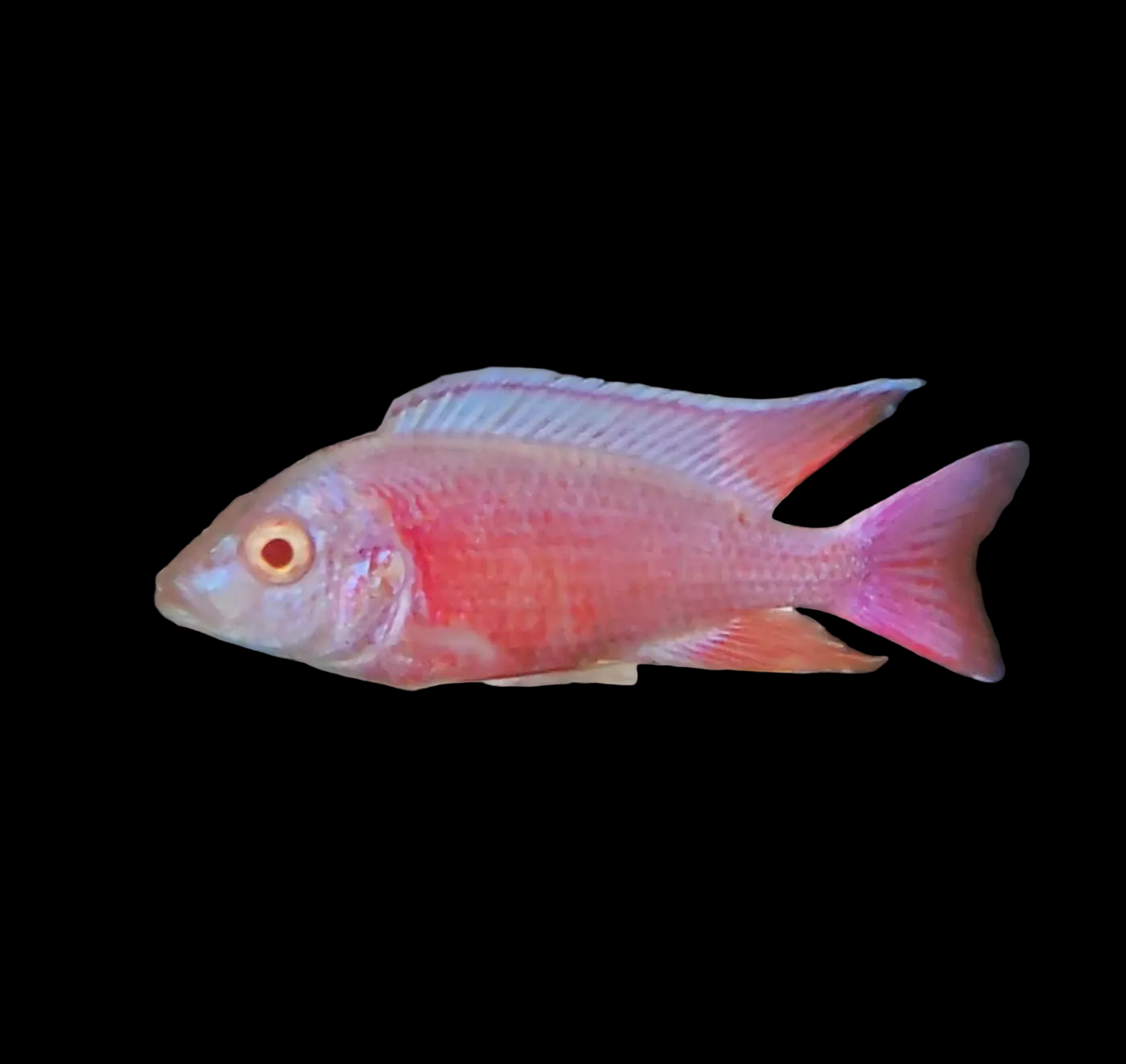 Albino Pink Platinum 💗
