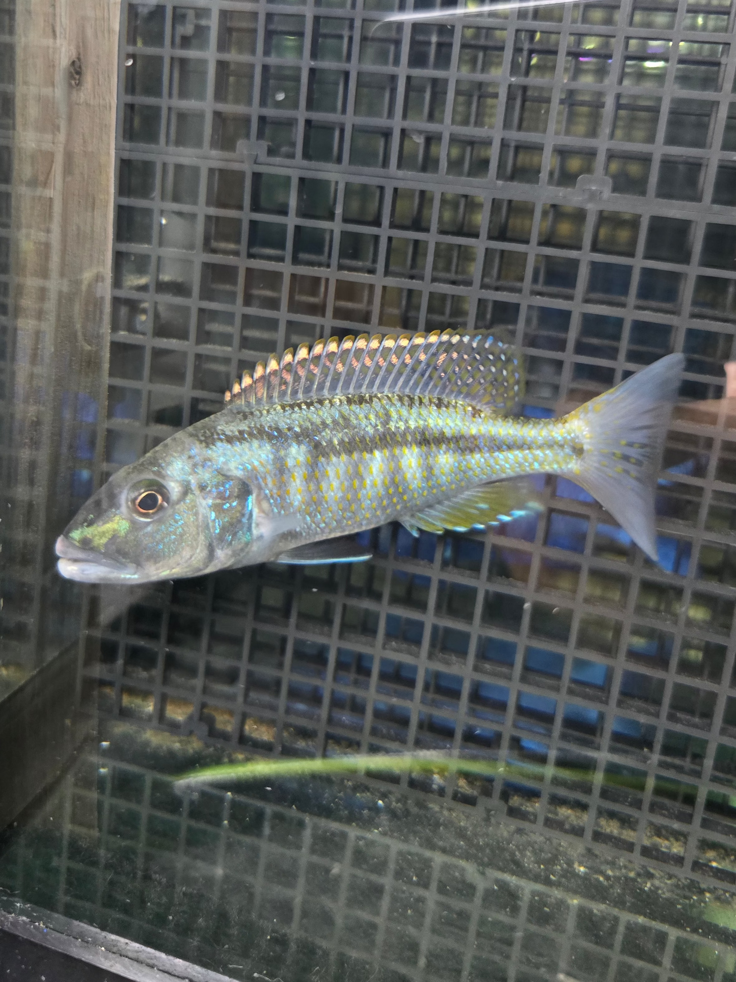Malawi Hawk