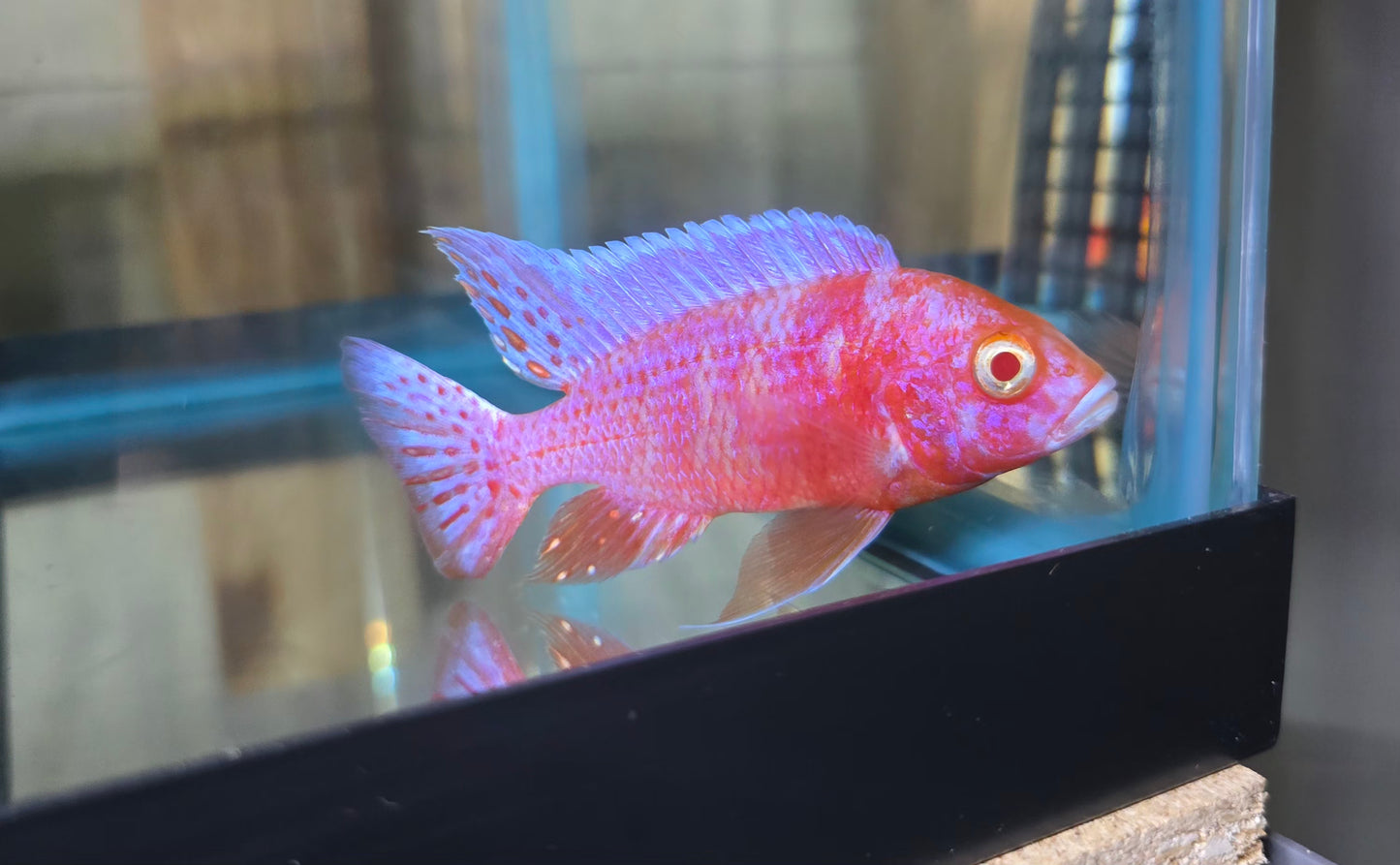 Pink Albino OB
